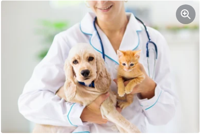 How Long Does It Take To Become A Veterinarian?